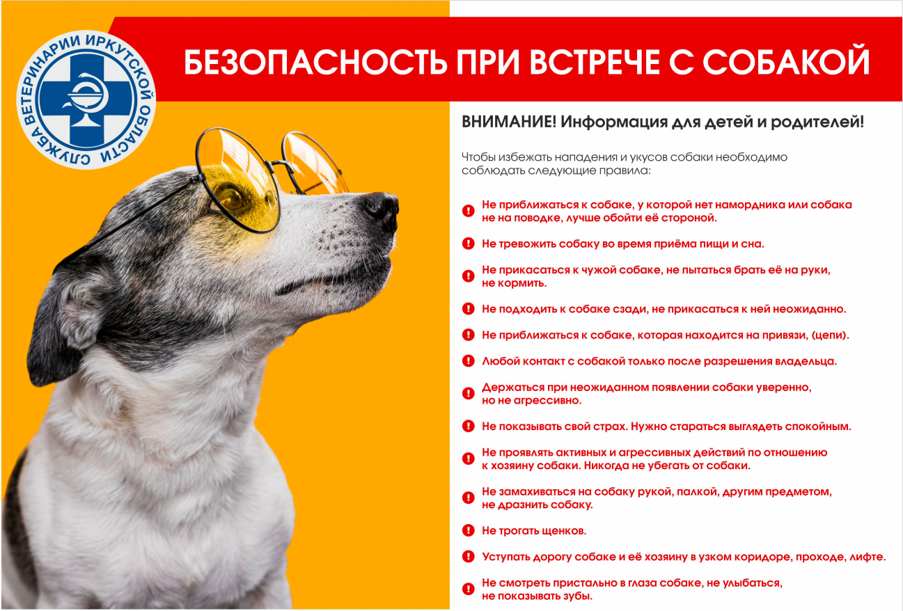 Правильное поведение человека при встрече с бродячими собаками.